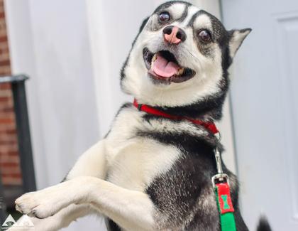 Enlarge Clive, a Adoptable mixed breed in Lowell, MA image 2/3