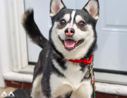 Enlarge Clive, a Adoptable mixed breed in Lowell, MA image 3/3