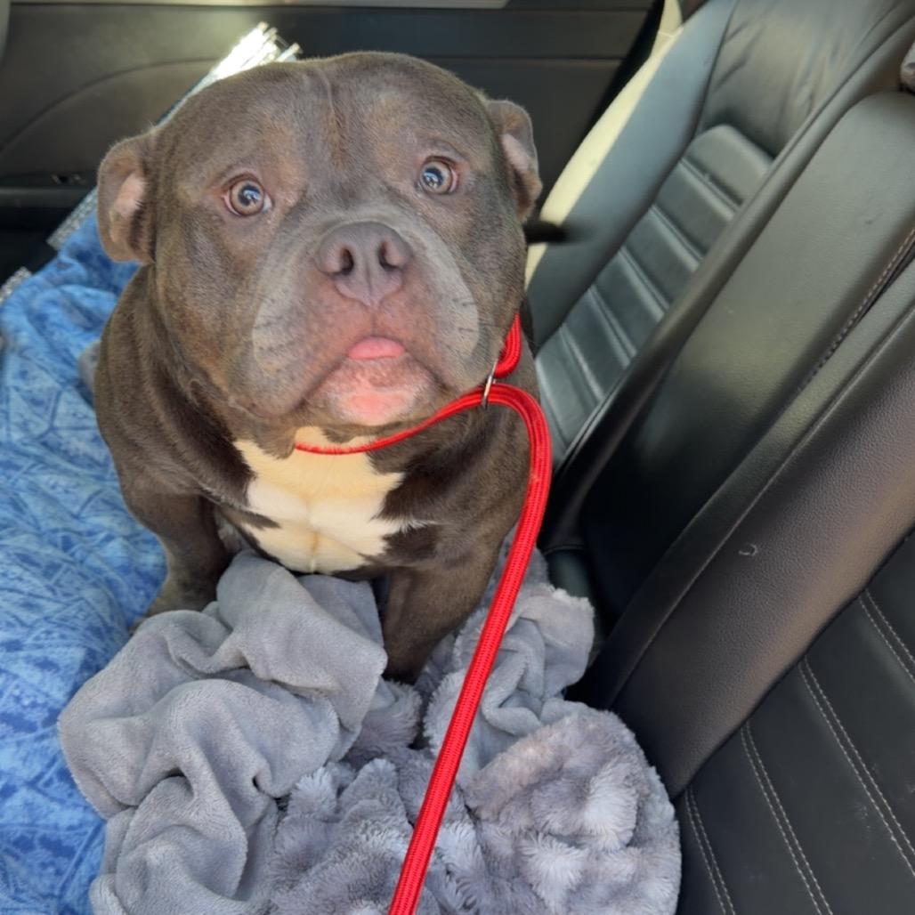 Enlarge Tank, a Adoptable American Staffordshire Terrier in Blair, WI image 1/2
