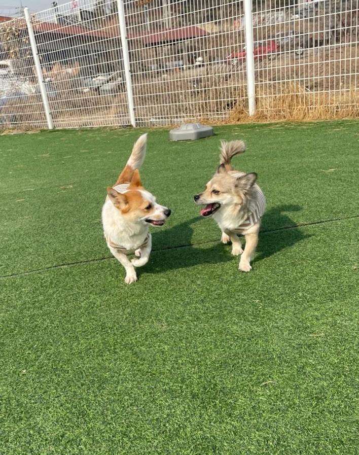 Enlarge MONA, a Adoptable mixed breed in Centreville, VA image 5/6