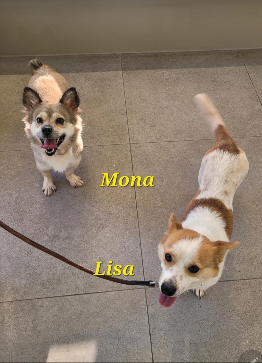 Enlarge MONA, a Adoptable mixed breed in Centreville, VA image 4/6