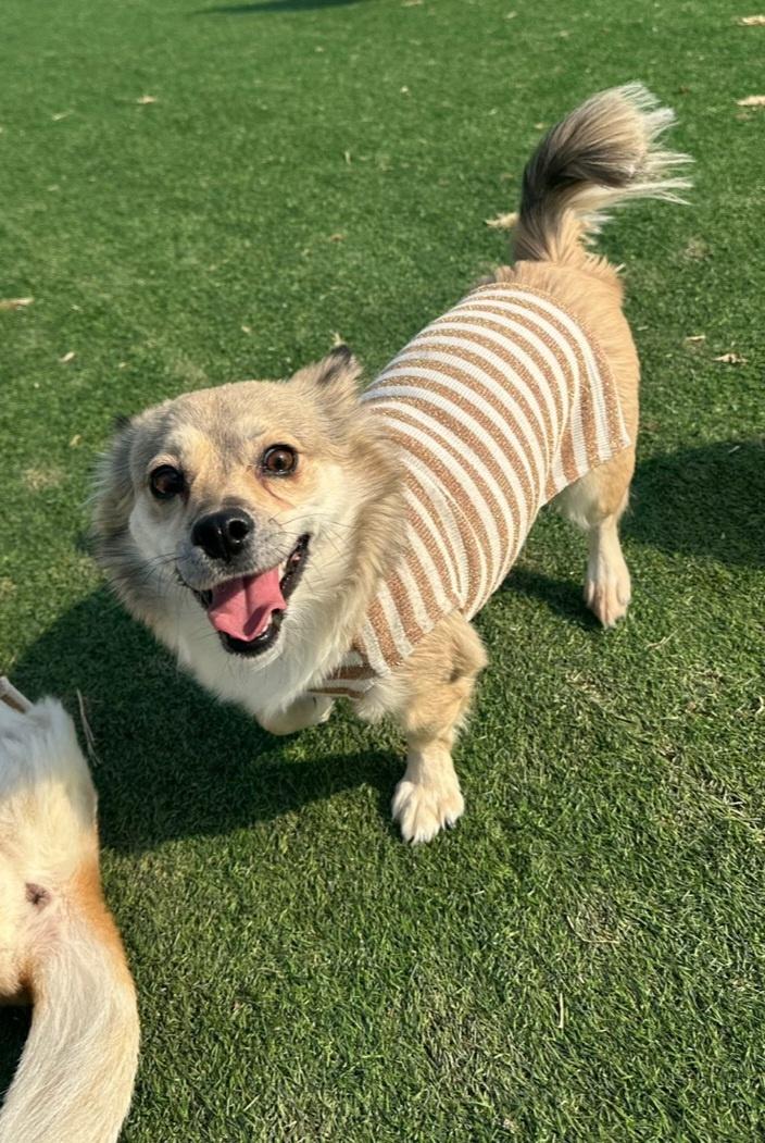 Enlarge MONA, a Adoptable mixed breed in Centreville, VA image 3/6