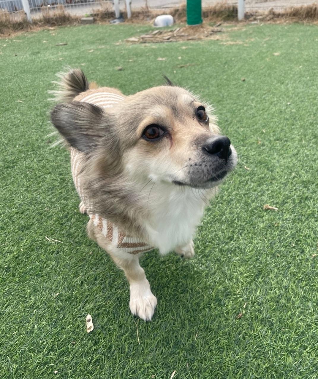 Enlarge MONA, a Adoptable mixed breed in Centreville, VA image 6/6