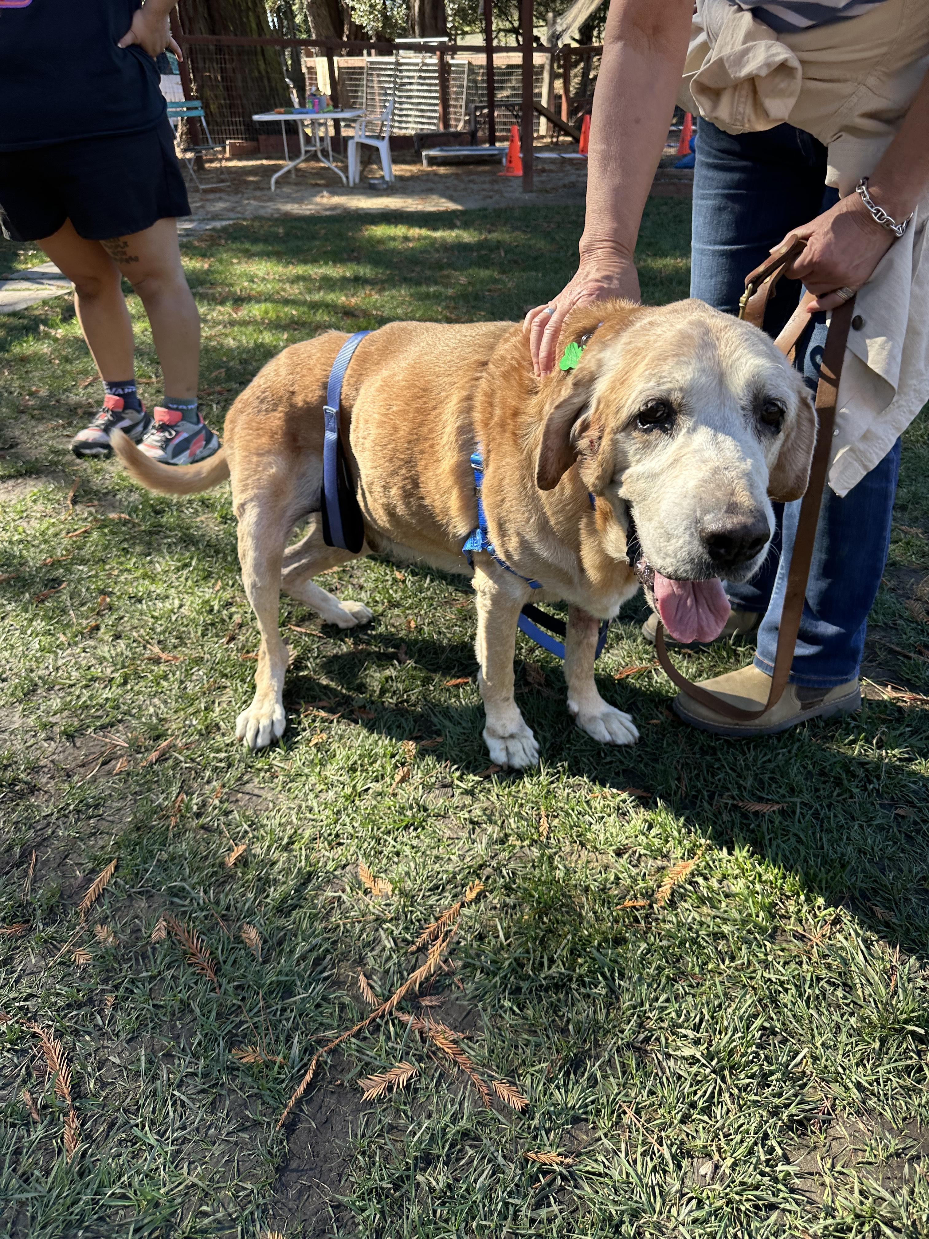 Tank, a Adoptable mixed breed in Petaluma, CA image 3/3