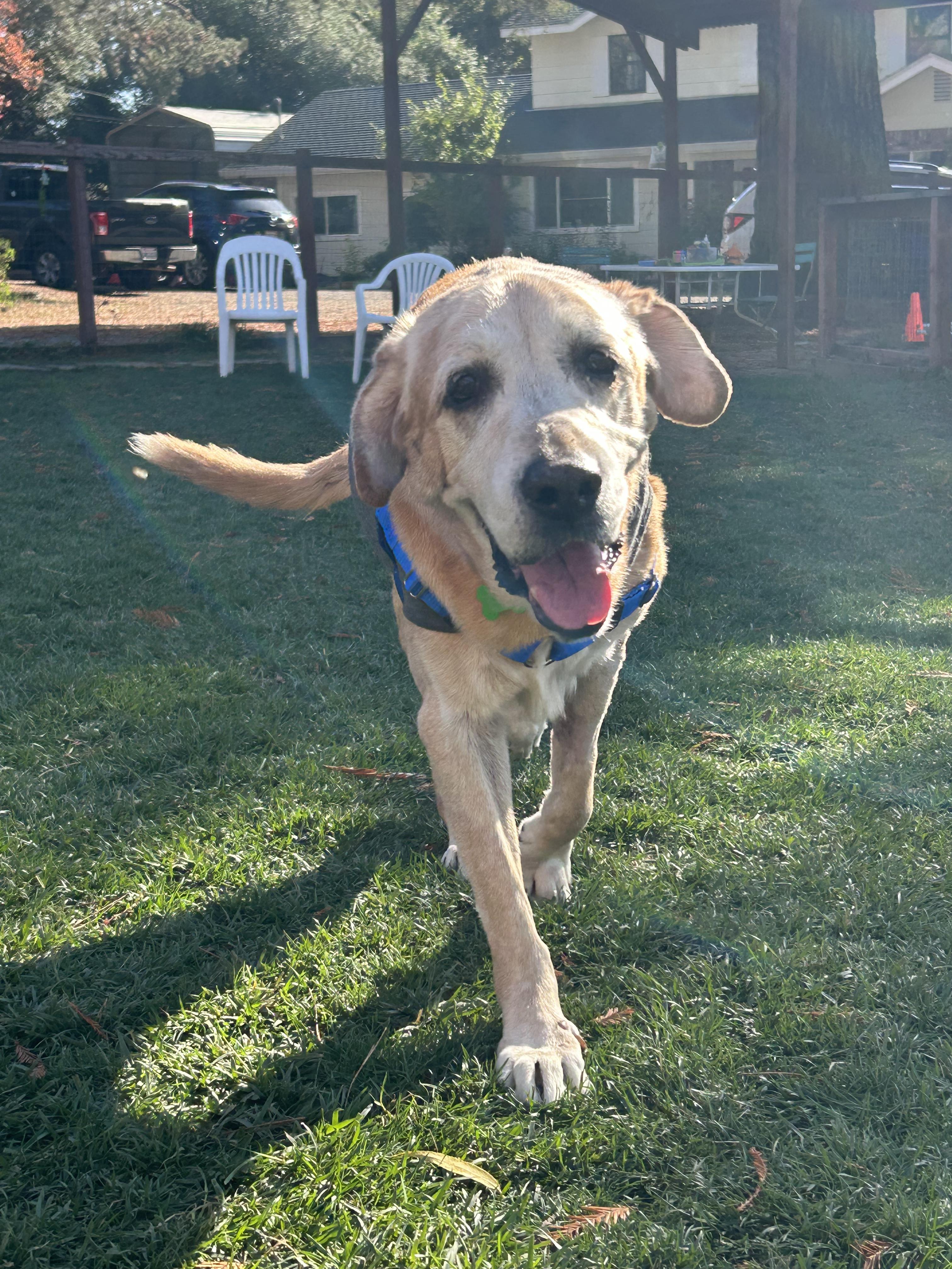 Enlarge Tank, a Adoptable mixed breed in Petaluma, CA image 1/3