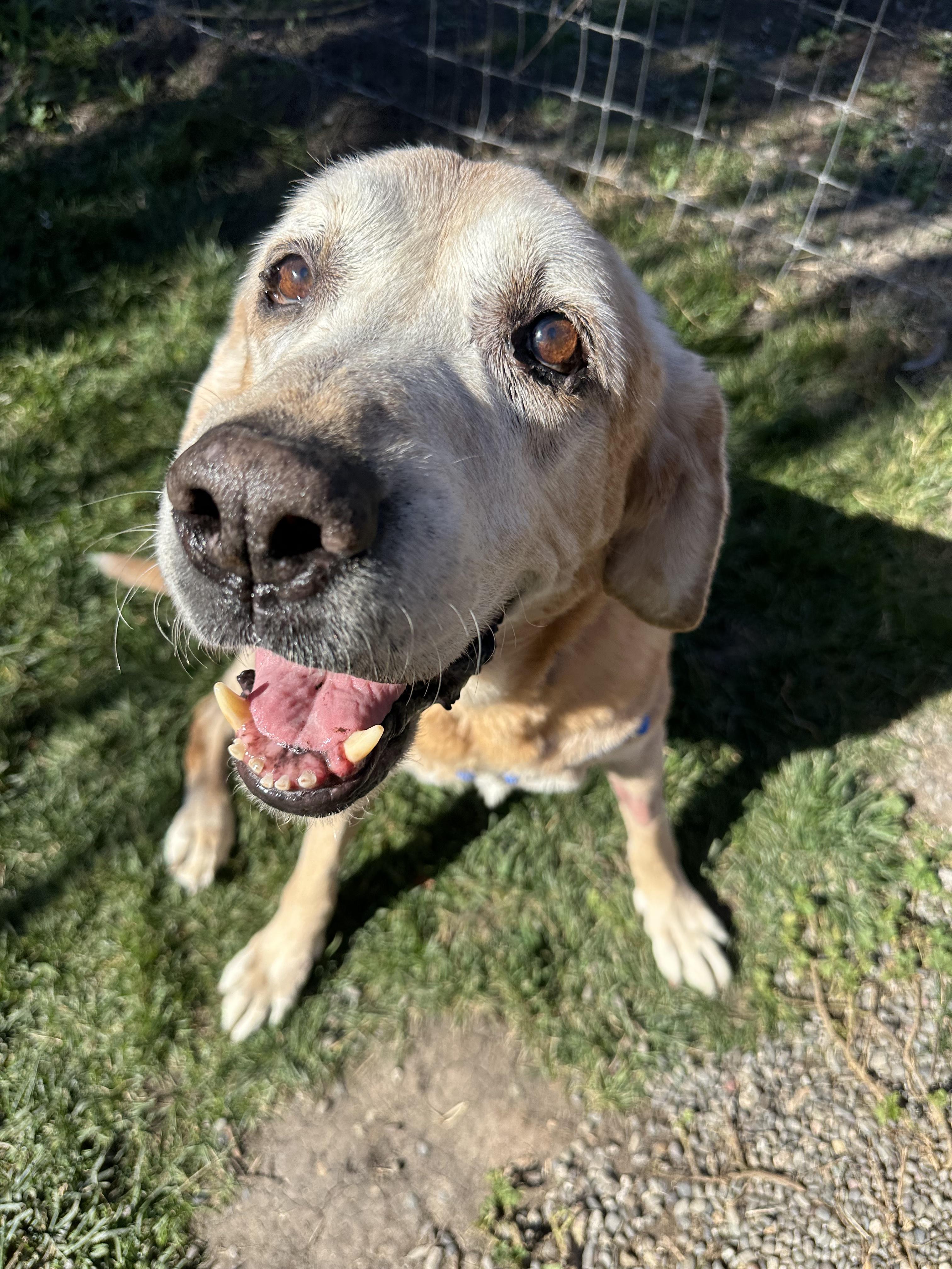 Tank, Adoptable, Senior Male Yellow Labrador Retriever.
