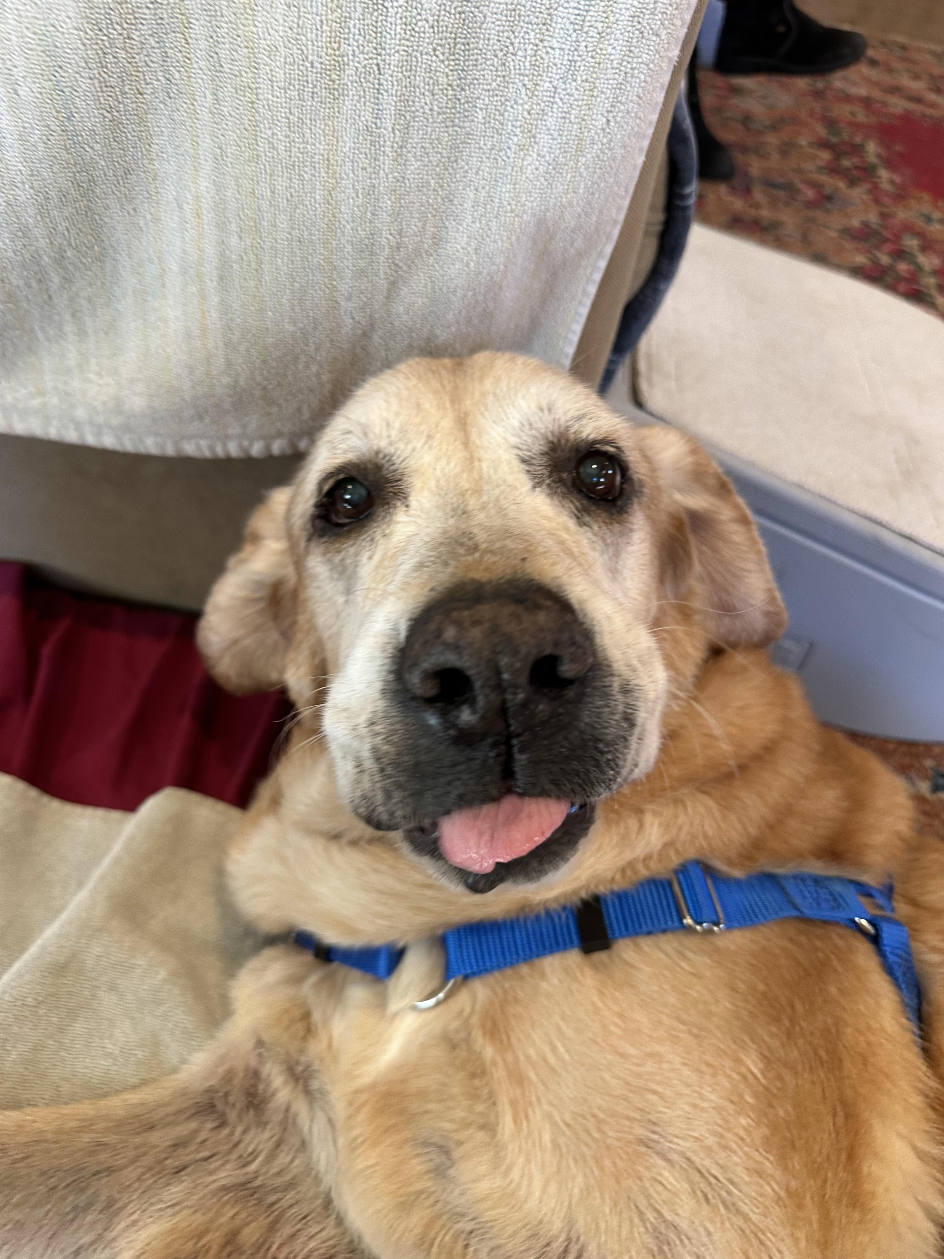 Tank, a Adoptable mixed breed in Petaluma, CA image 2/3