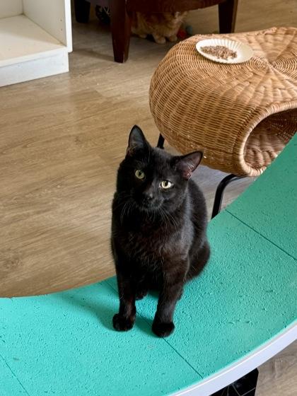 Richard, an adopted Domestic Short Hair in Downers Grove, IL image 3/3