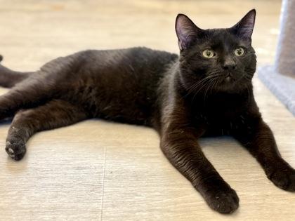 Richard, adopted, Adult Male Domestic Short Hair.