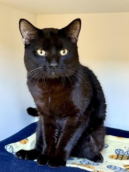 Richard, an adopted Domestic Short Hair in Downers Grove, IL image 2/3