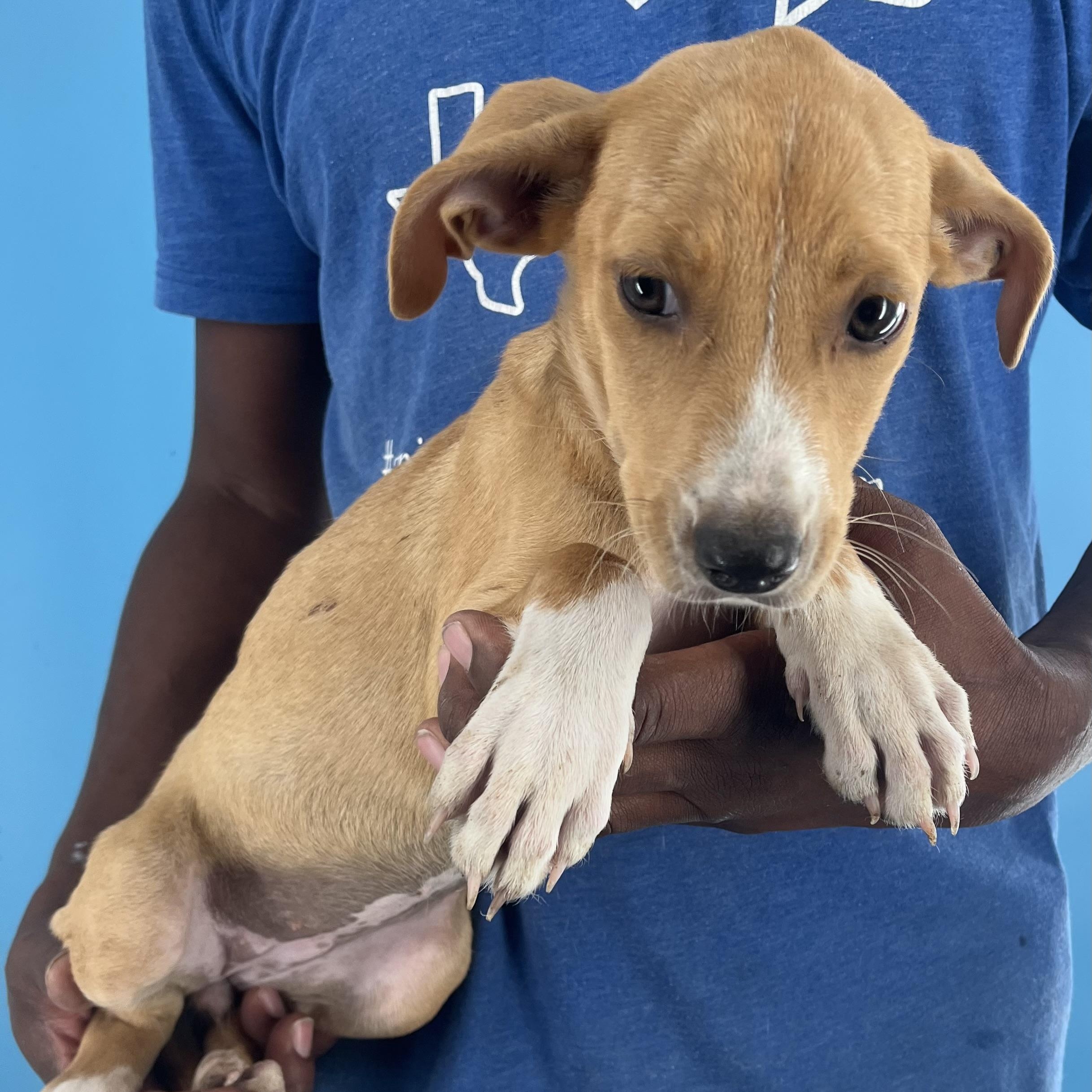 Buffy - Local Dec 19-21, Adoptable, Puppy Female Labrador Retriever.