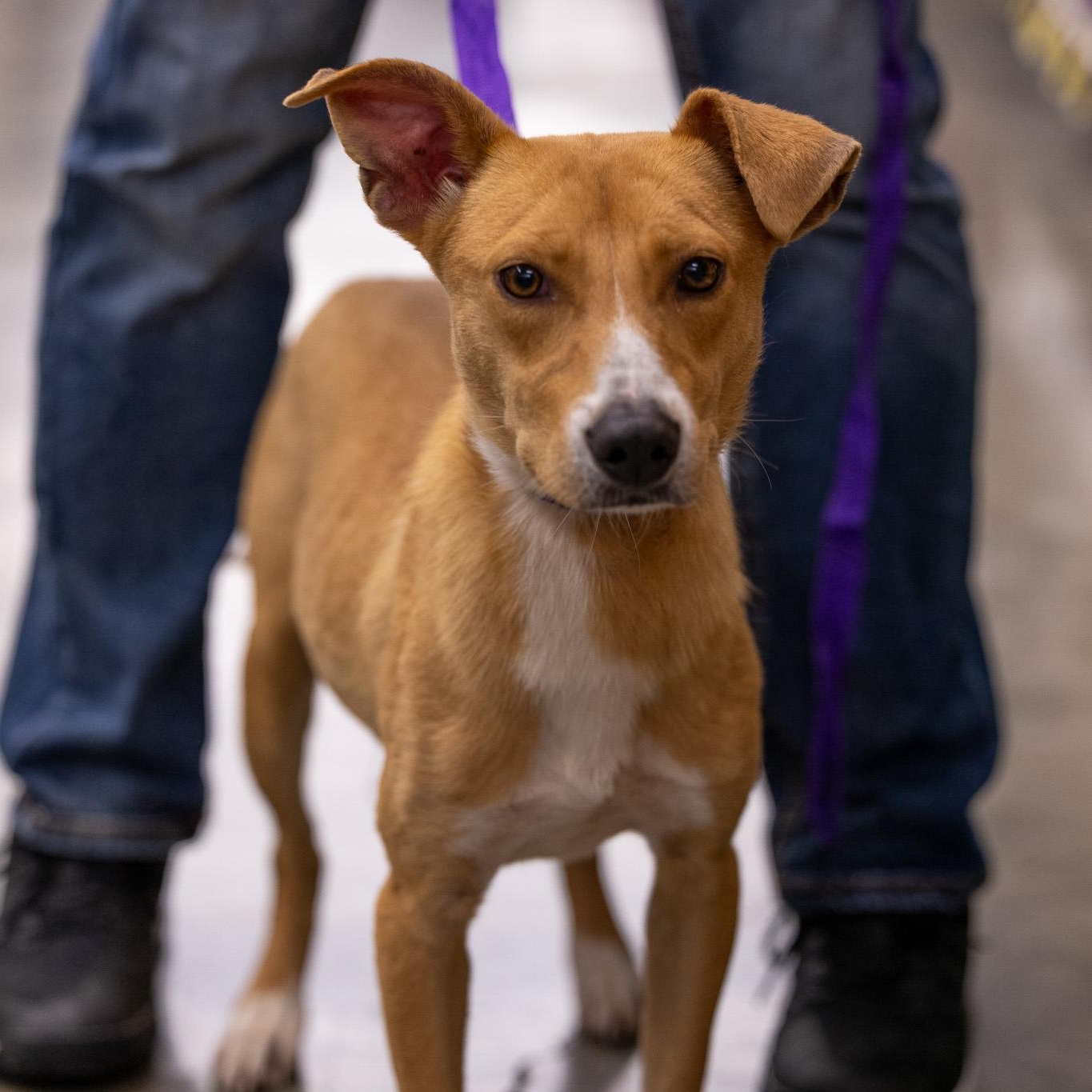 Buffy - Local May 22-24, adoptable, Puppy Female Labrador Retriever.