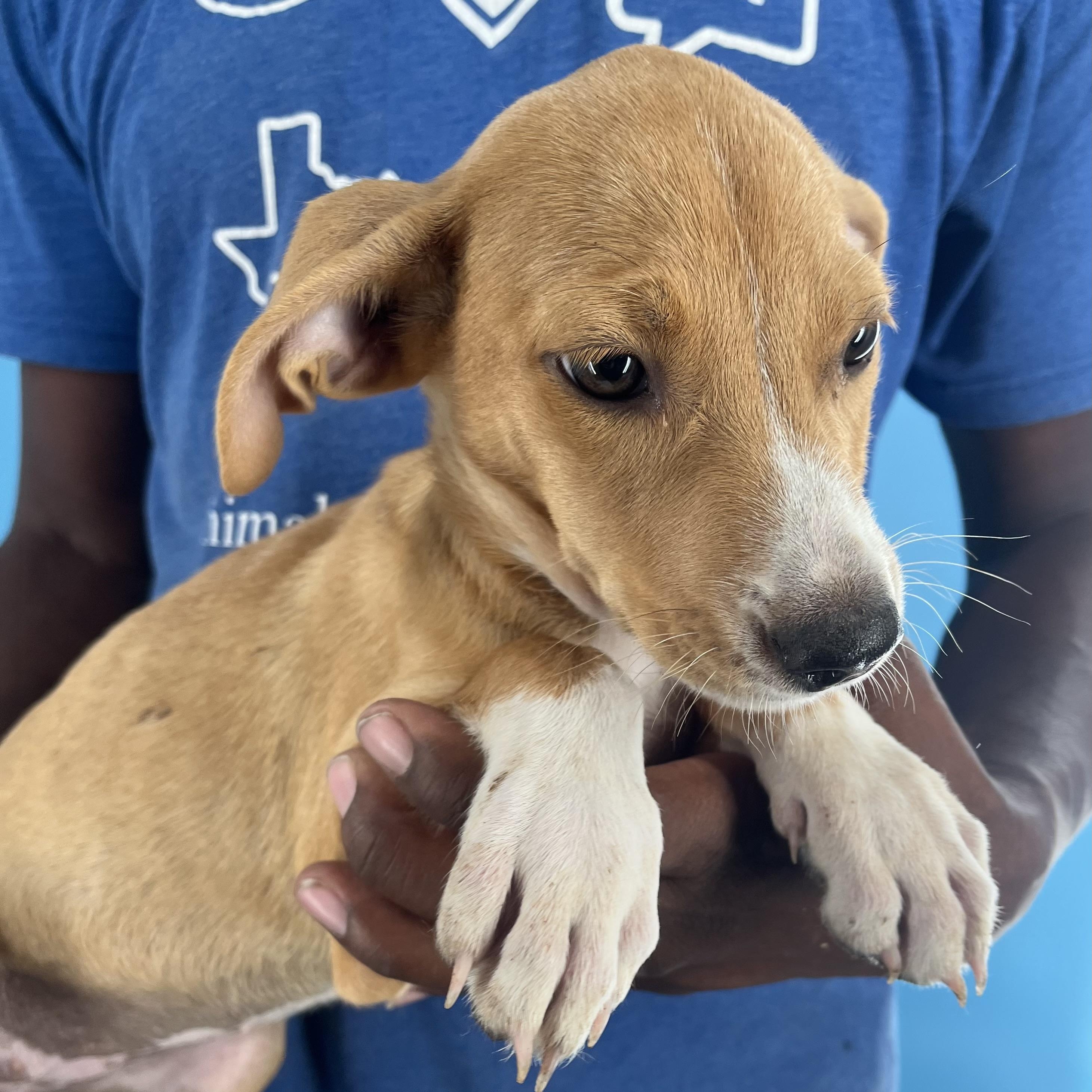 Buffy - Local Dec 19-21, a Adoptable mixed breed in Happy Valley , OR image 2/5