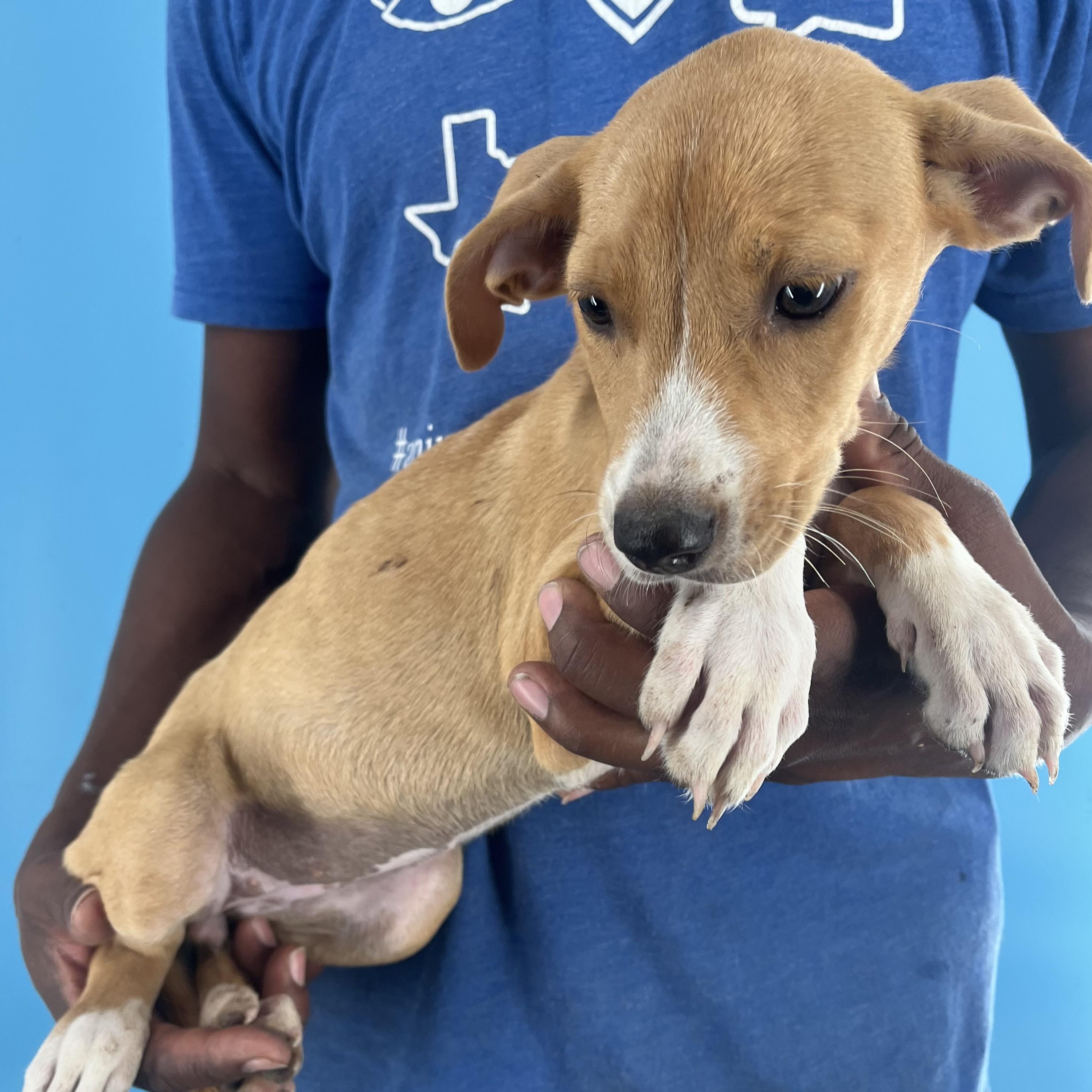 Buffy - Local Dec 19-21, a Adoptable mixed breed in Happy Valley , OR image 3/5