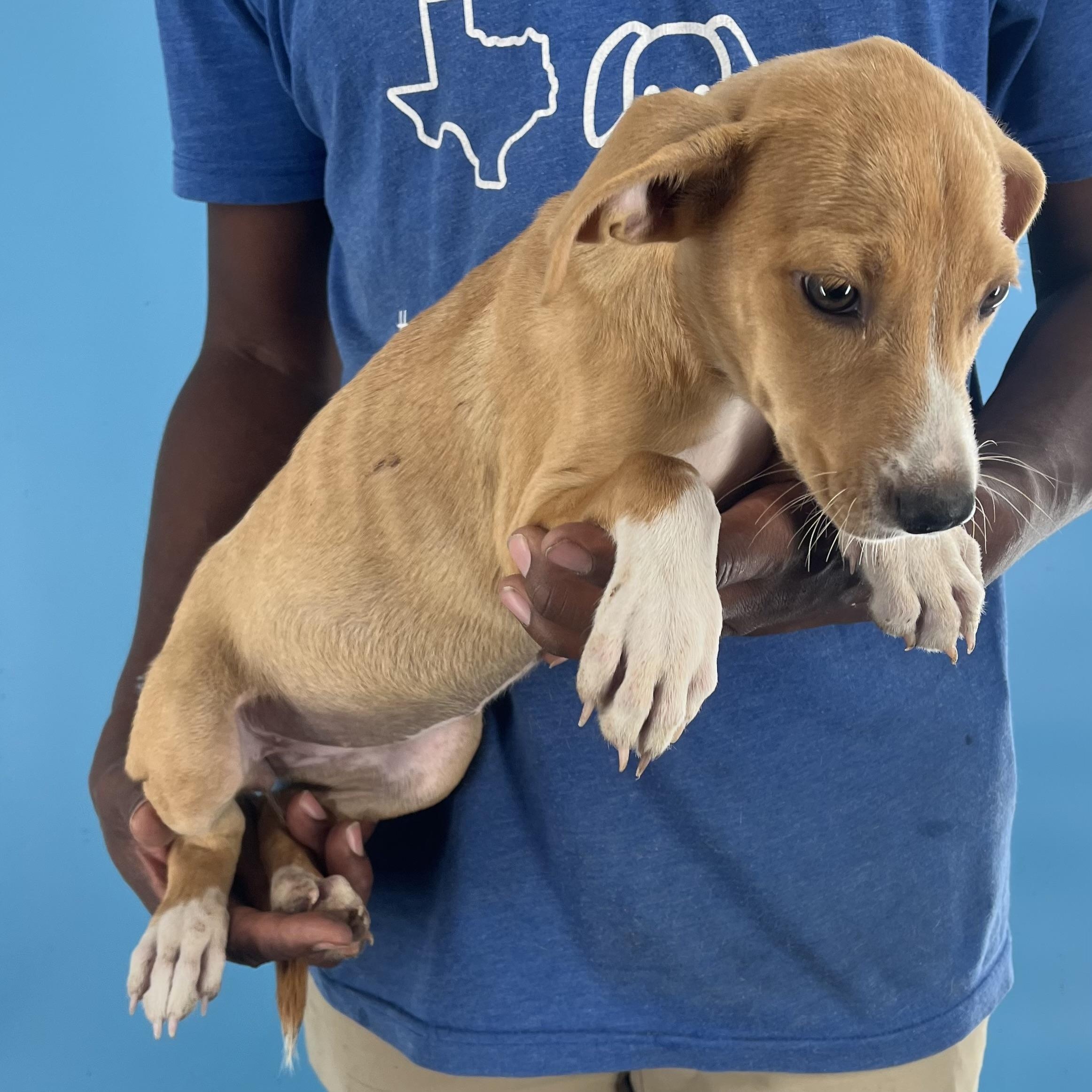 Buffy - Local Dec 19-21, a Adoptable mixed breed in Happy Valley , OR image 4/5