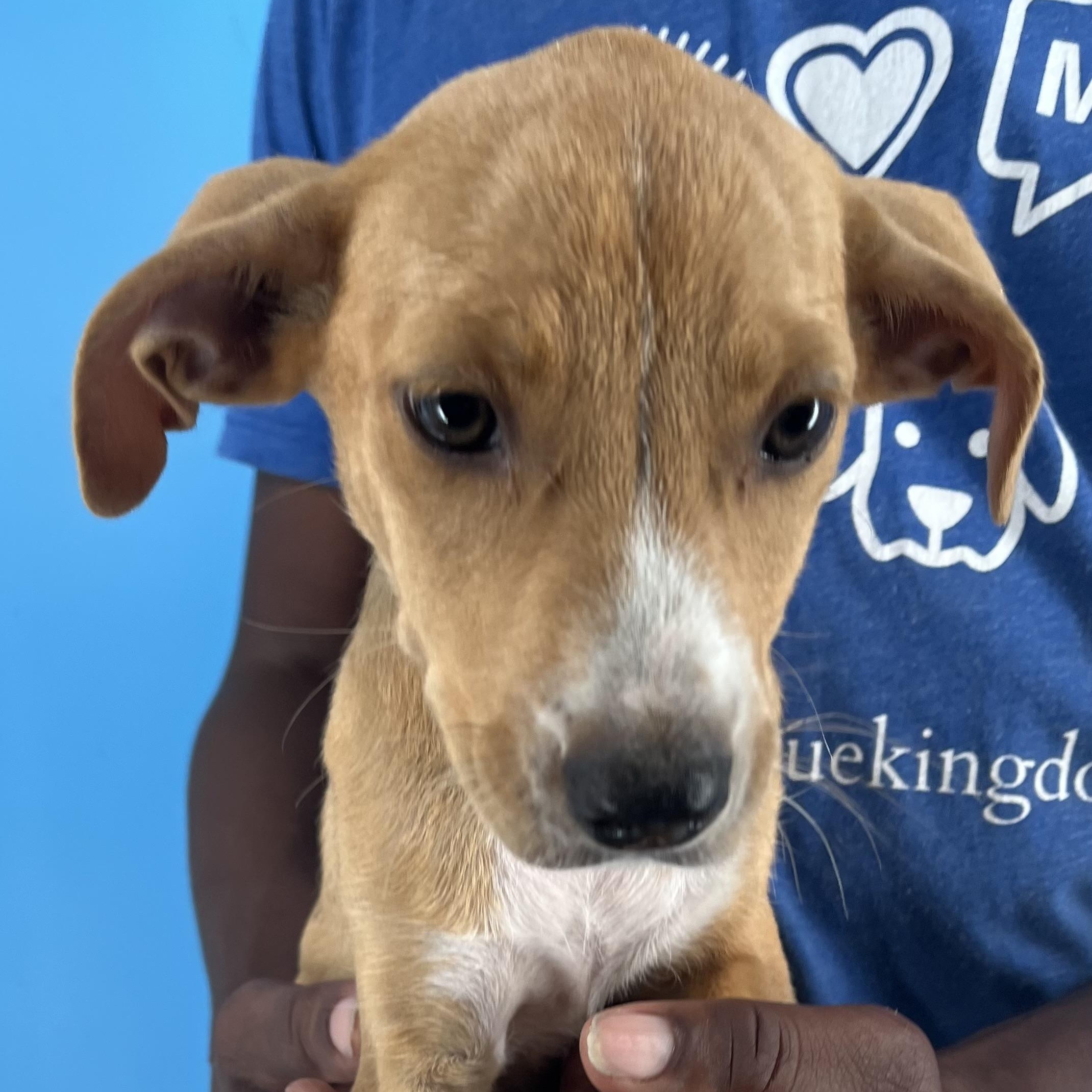 Buffy - Local Dec 19-21, a Adoptable mixed breed in Happy Valley , OR image 5/5