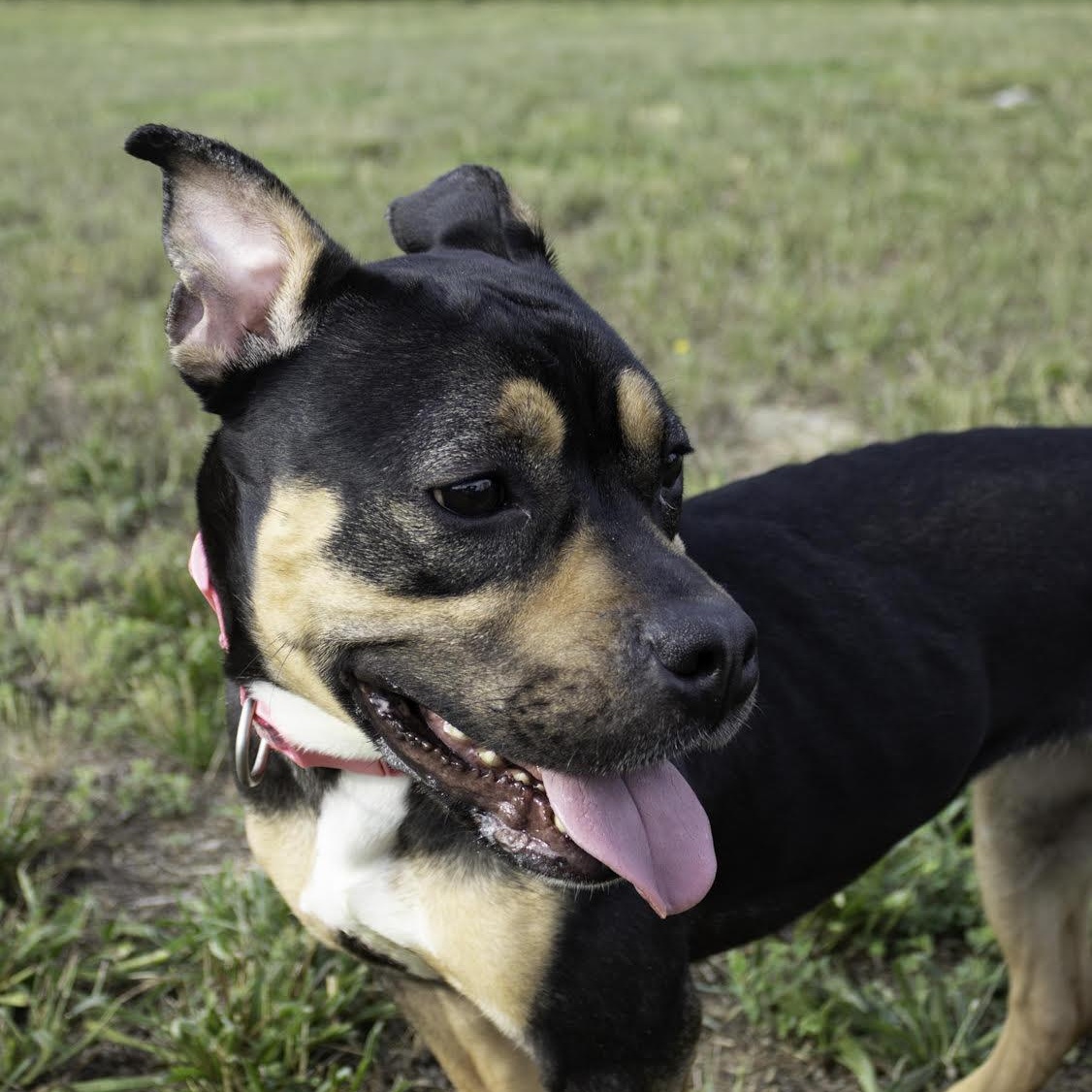 Chyla, ADOPTABLE, Young Female Pit Bull Terrier.