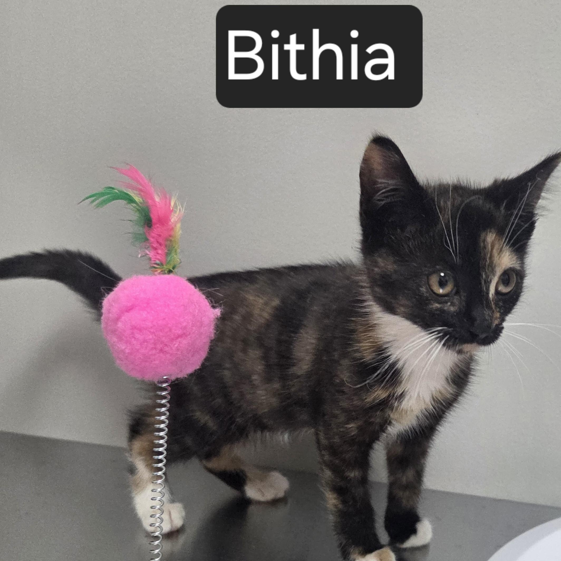 Bithia, ADOPTABLE, Kitten Female Domestic Short Hair.