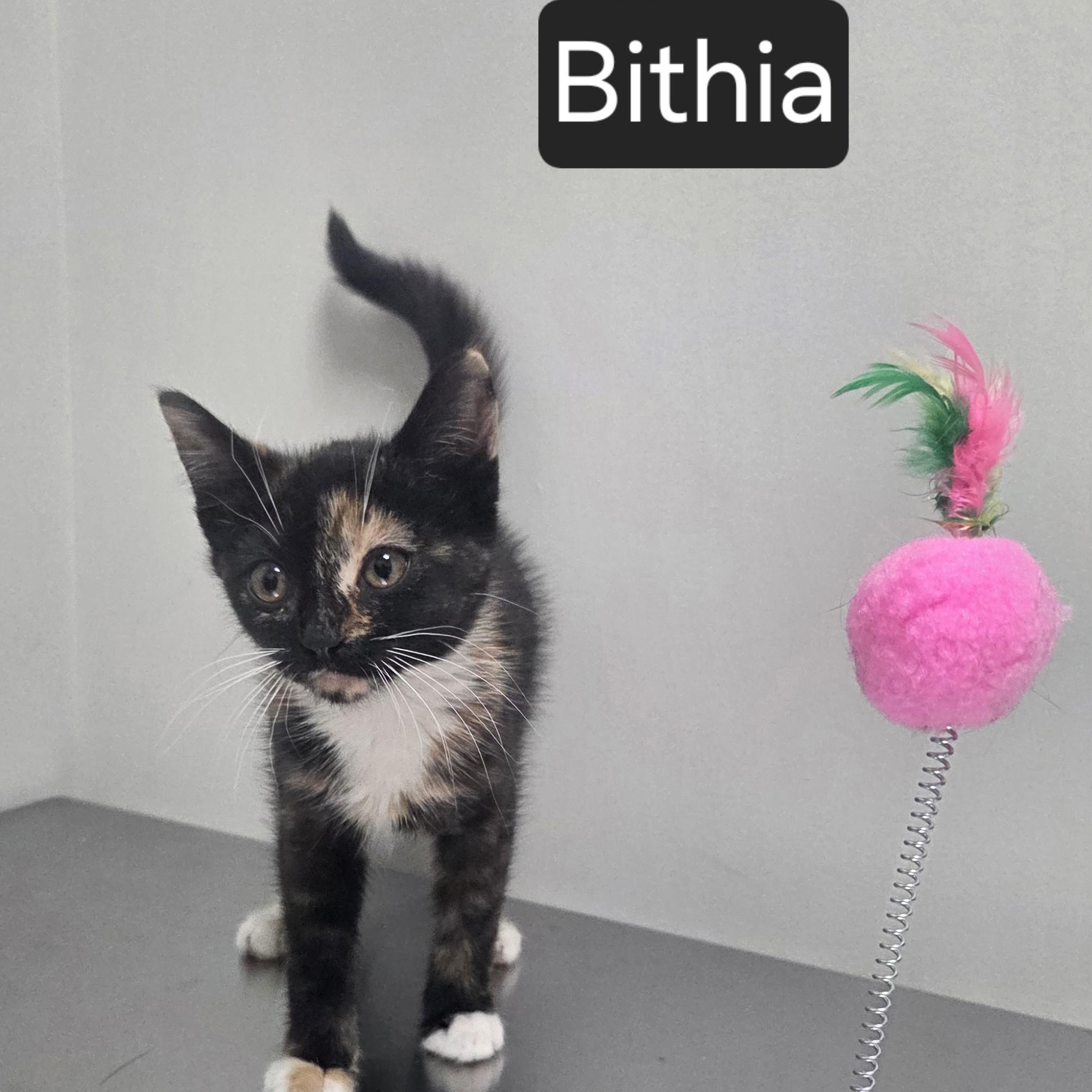 Enlarge Bithia, a ADOPTABLE Domestic Short Hair in SNOW HILL, NC image 2/2