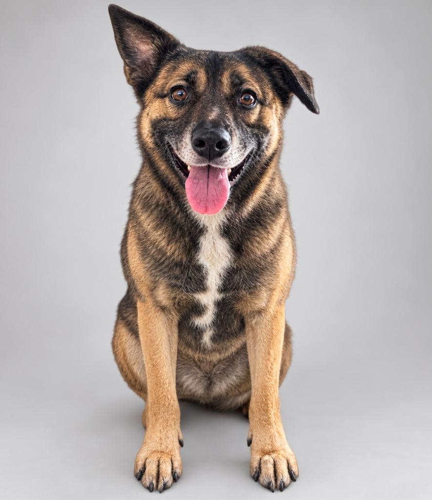 Booboo, Adoptable, Young Male Mixed Breed.
