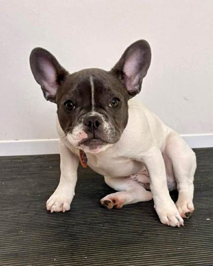 Ruby, adopted, Puppy Female French Bulldog.