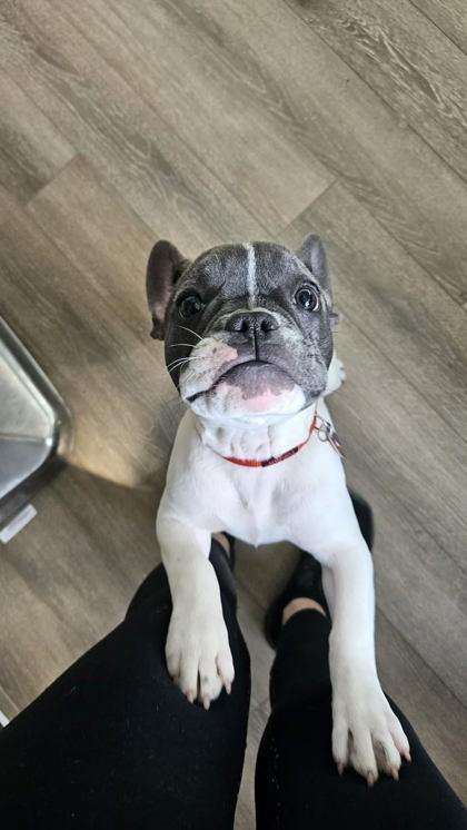 Enlarge Ruby, an adopted French Bulldog in Annapolis, MD image 2/2