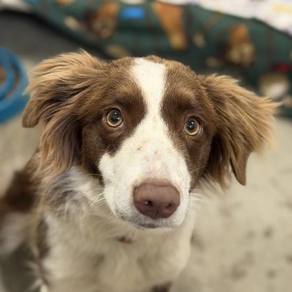 Chaos Coordinator, Adopted, Young Female Border Collie.