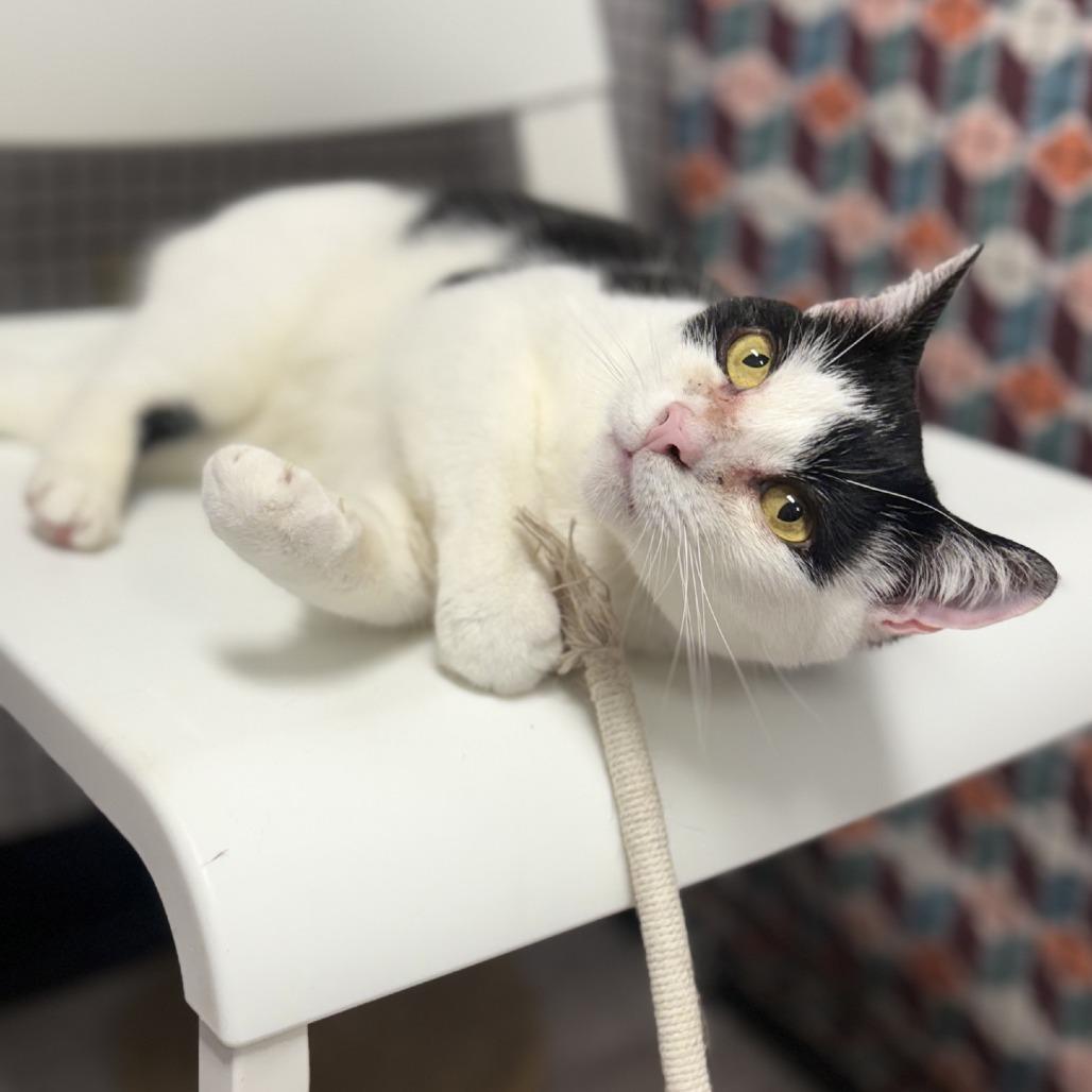 Enlarge MooMoo, a Adoptable Domestic Short Hair in Ridgely, MD image 2/6