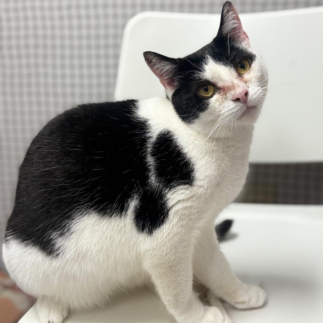 Enlarge MooMoo, a Adoptable Domestic Short Hair in Ridgely, MD image 3/6