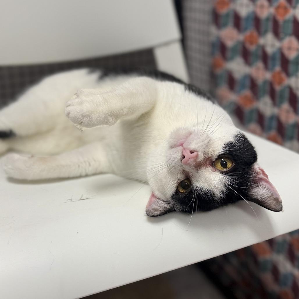 Enlarge MooMoo, a Adoptable Domestic Short Hair in Ridgely, MD image 4/6