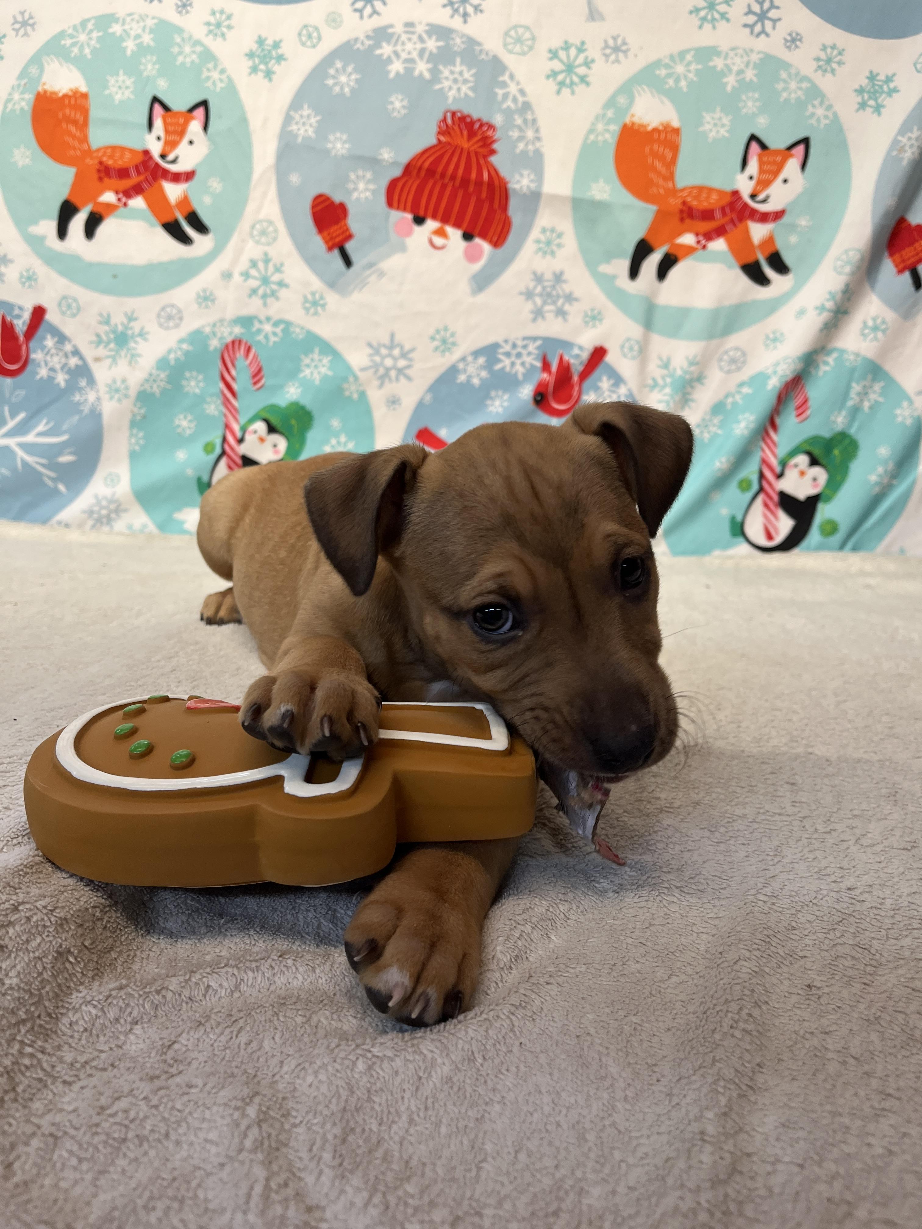 Spring - From the Fastener 11, an adopted mixed breed in Kentwood, MI image 5/6