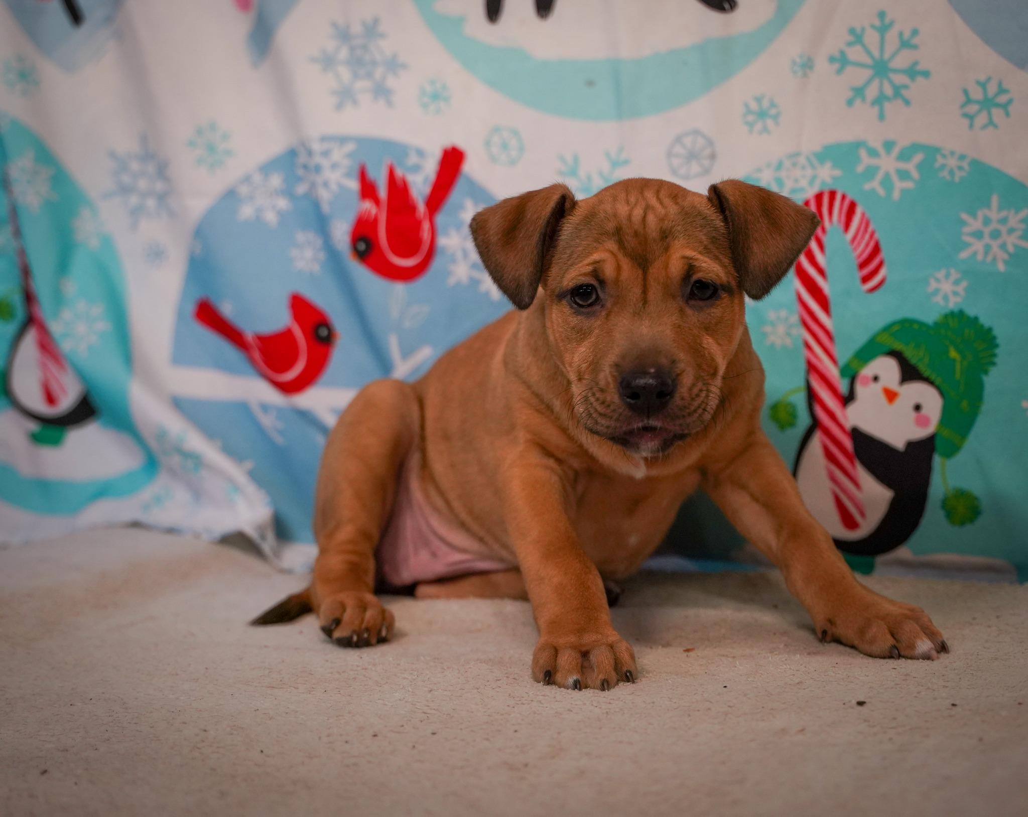 Spring - From the Fastener 11, an adopted mixed breed in Kentwood, MI image 2/6