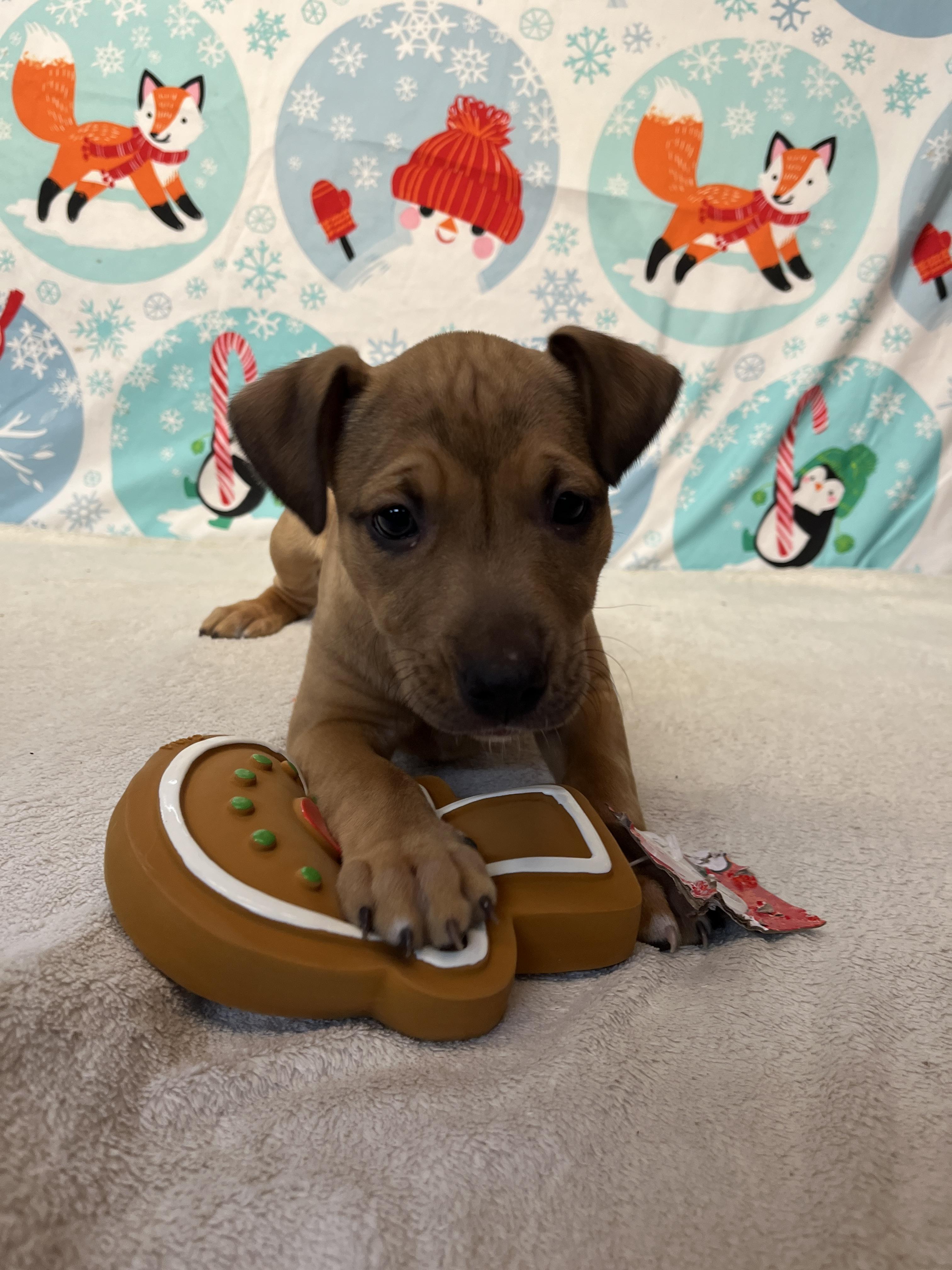 Spring - From the Fastener 11, an adopted mixed breed in Kentwood, MI image 3/6