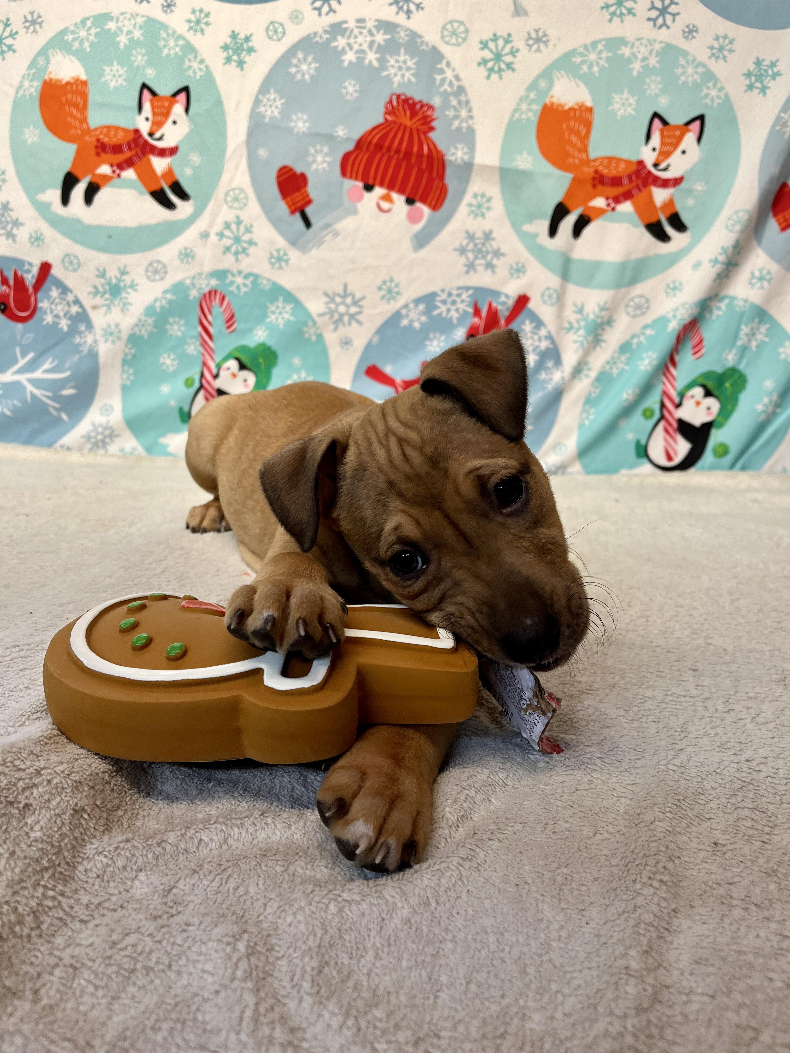 Spring - From the Fastener 11, an adopted mixed breed in Kentwood, MI image 4/6