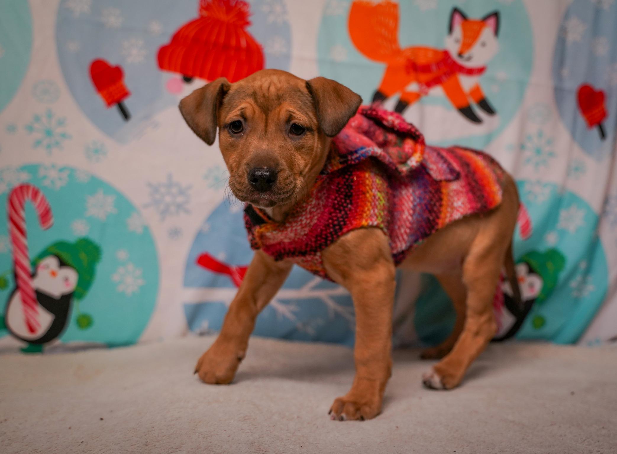 Spring - From the Fastener 11, Adoptable, Puppy Female Retriever & Pit Bull Terrier.