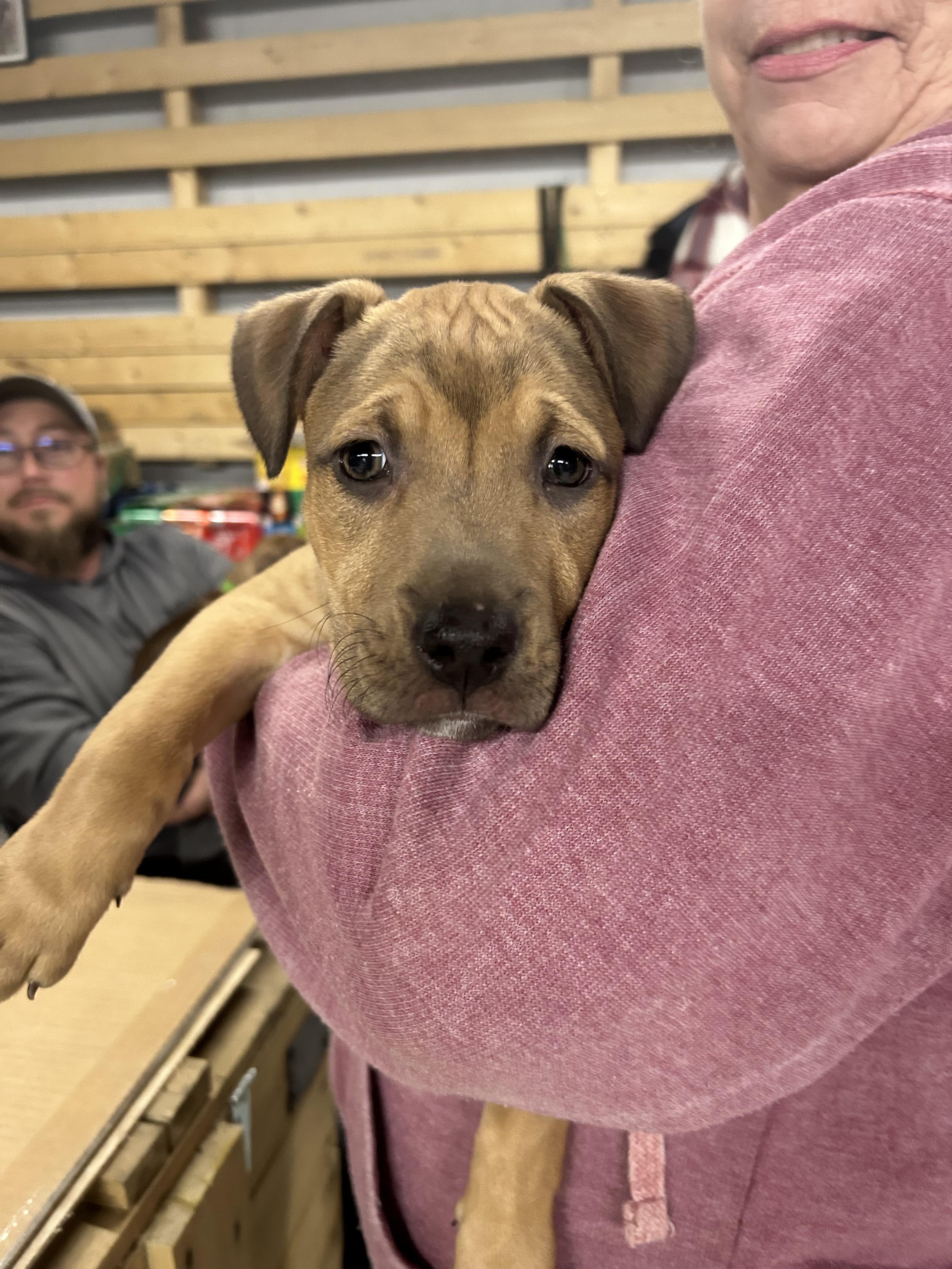 Spring - From the Fastener 11, an adopted mixed breed in Kentwood, MI image 6/6