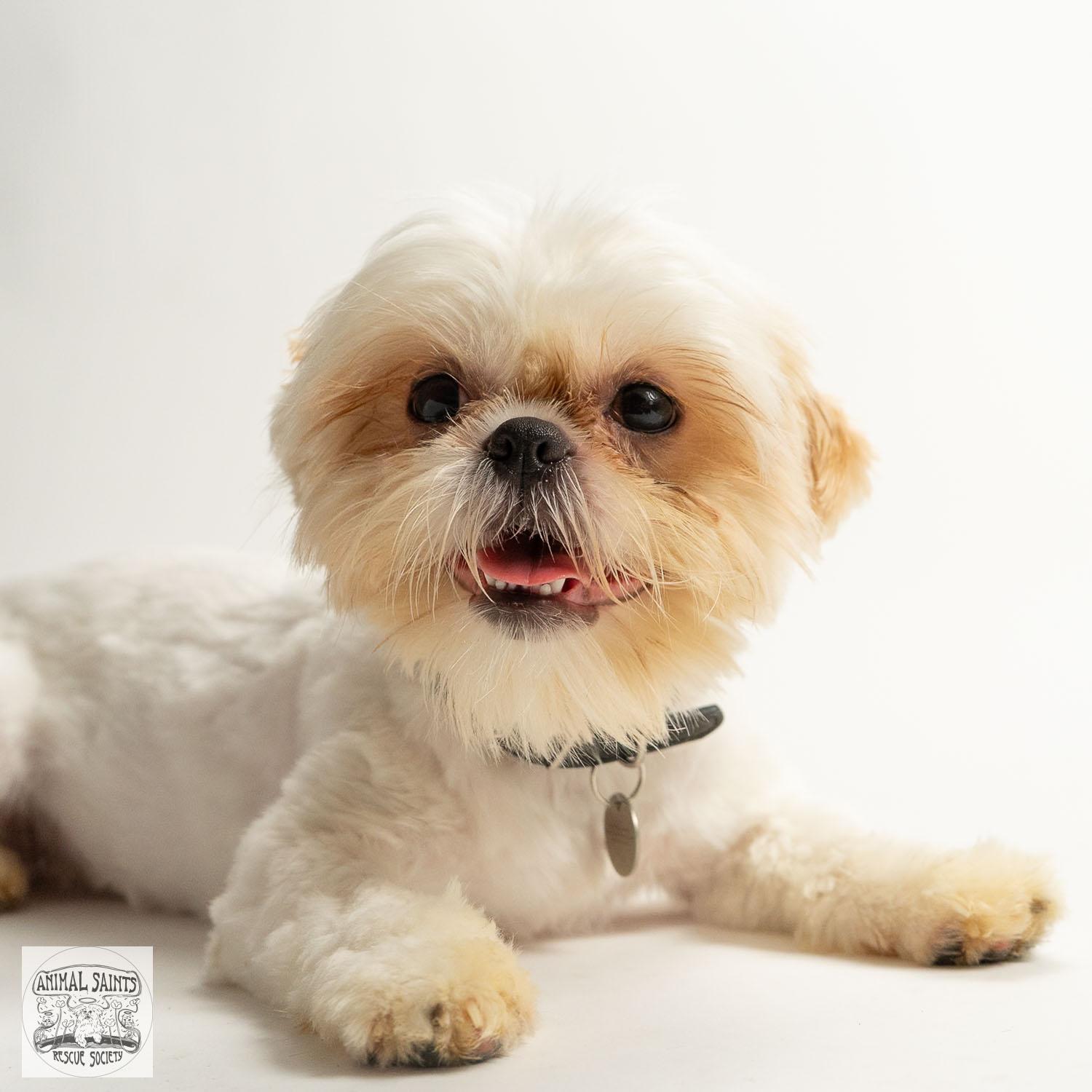 Lizzy, a ADOPTABLE mixed breed in Fort Montgomery, NY image 2/6