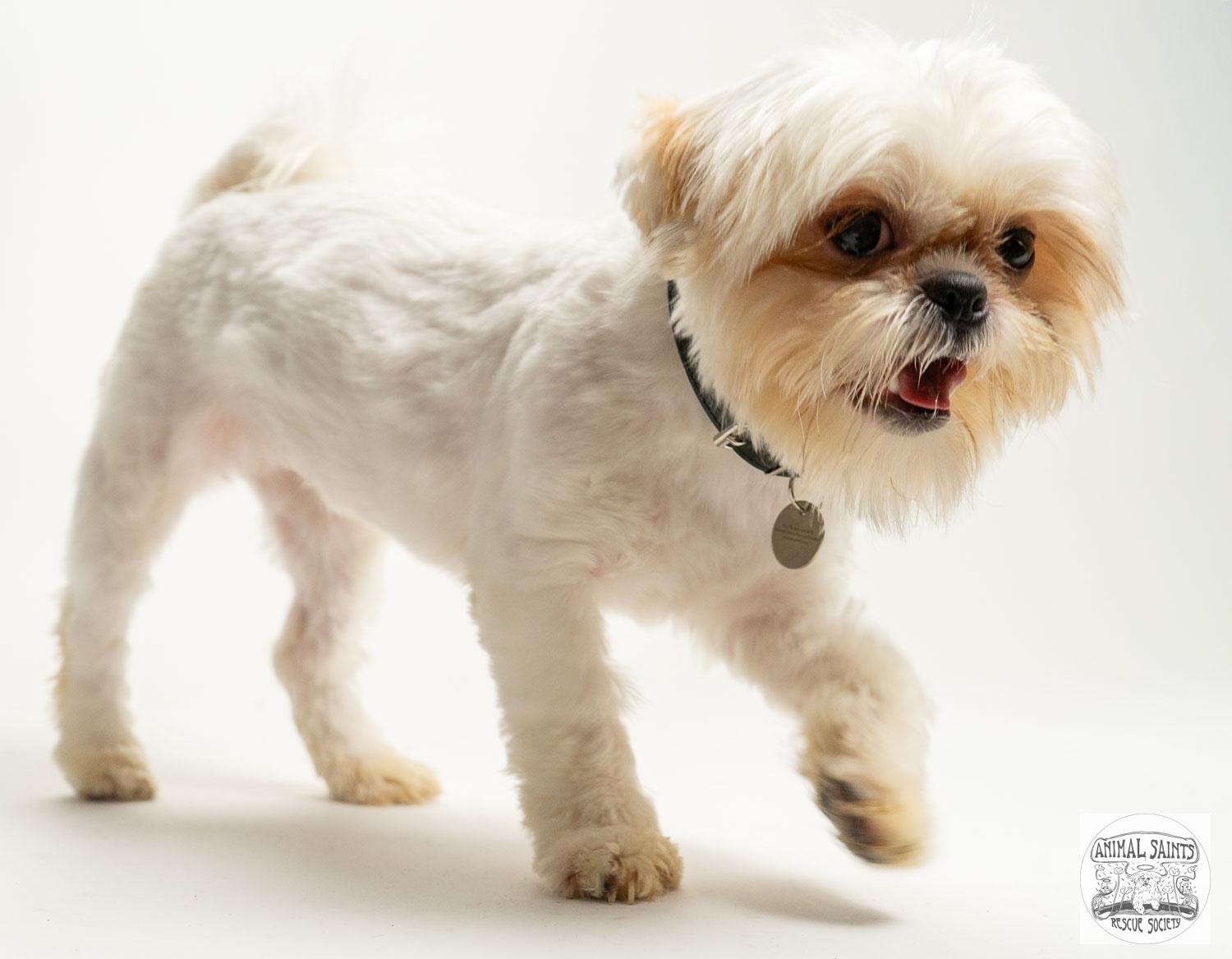 Lizzy, a ADOPTABLE mixed breed in Fort Montgomery, NY image 4/6