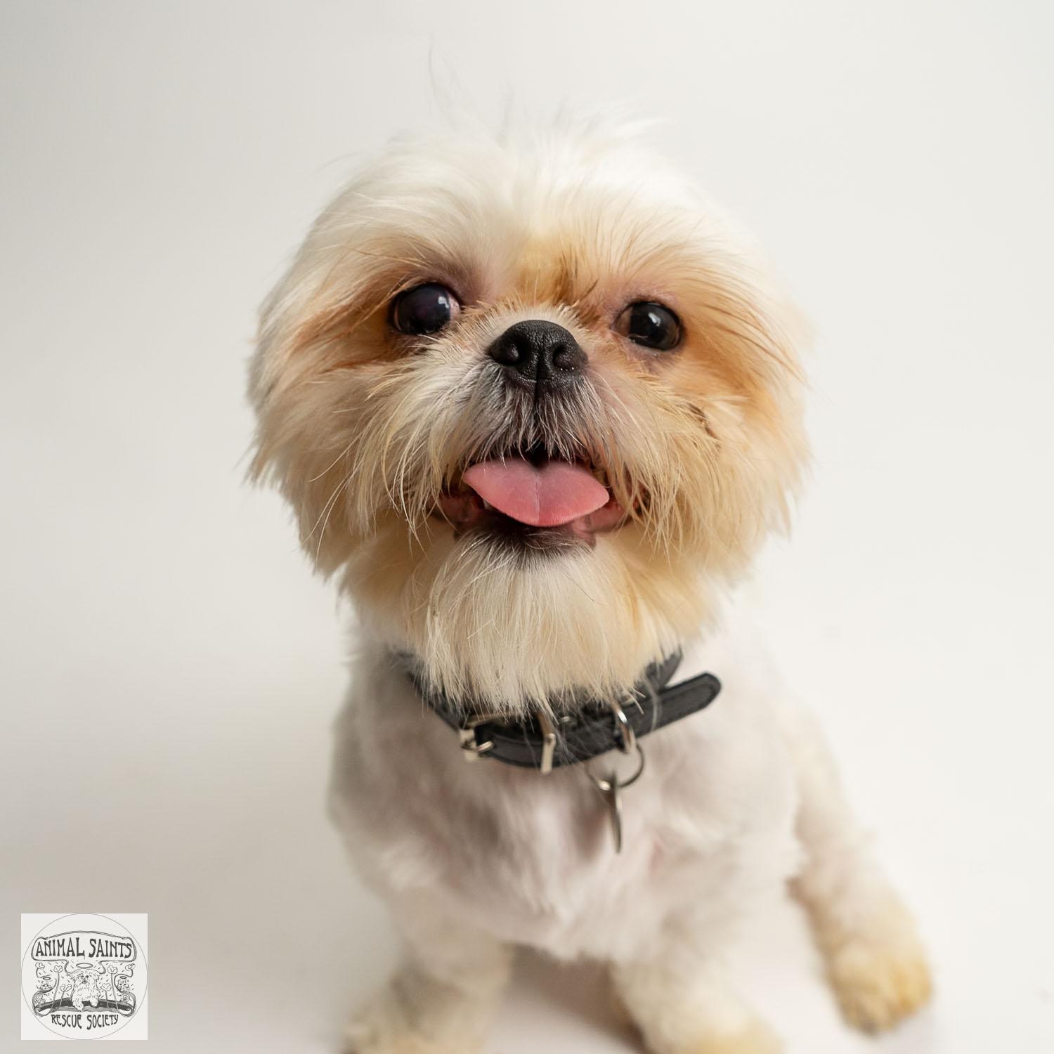 Lizzy, a ADOPTABLE mixed breed in Fort Montgomery, NY image 5/6