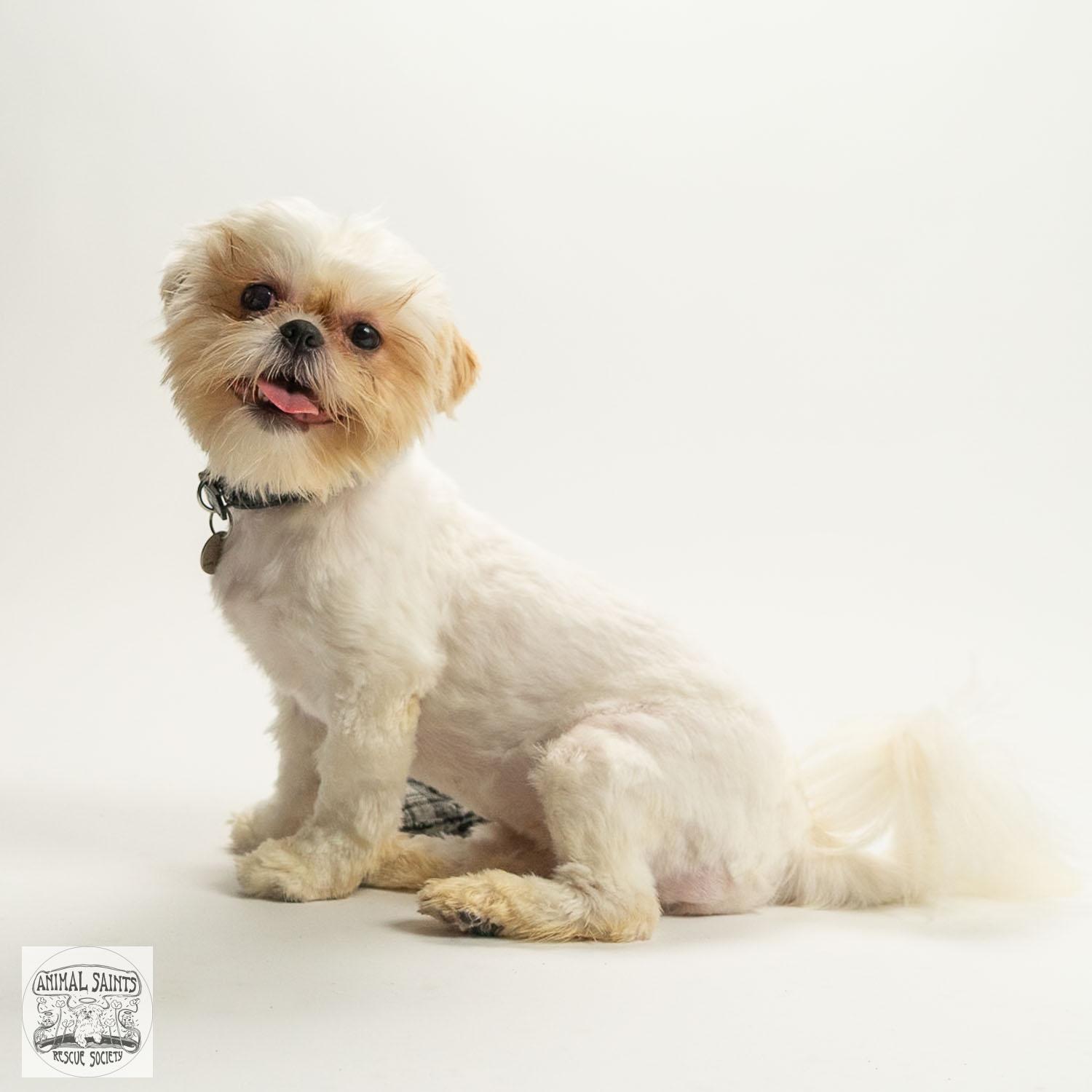 Lizzy, ADOPTABLE, Puppy Female Shih Tzu & Lhasa Apso.