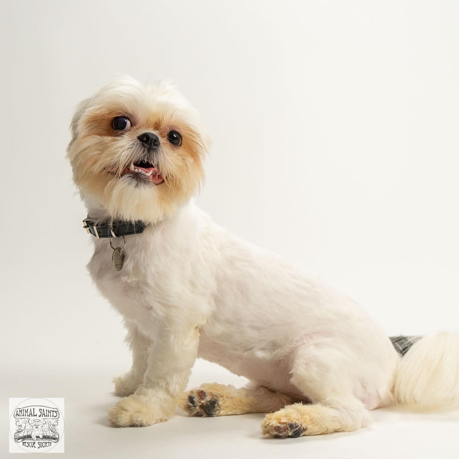 Lizzy, a ADOPTABLE mixed breed in Fort Montgomery, NY image 3/6