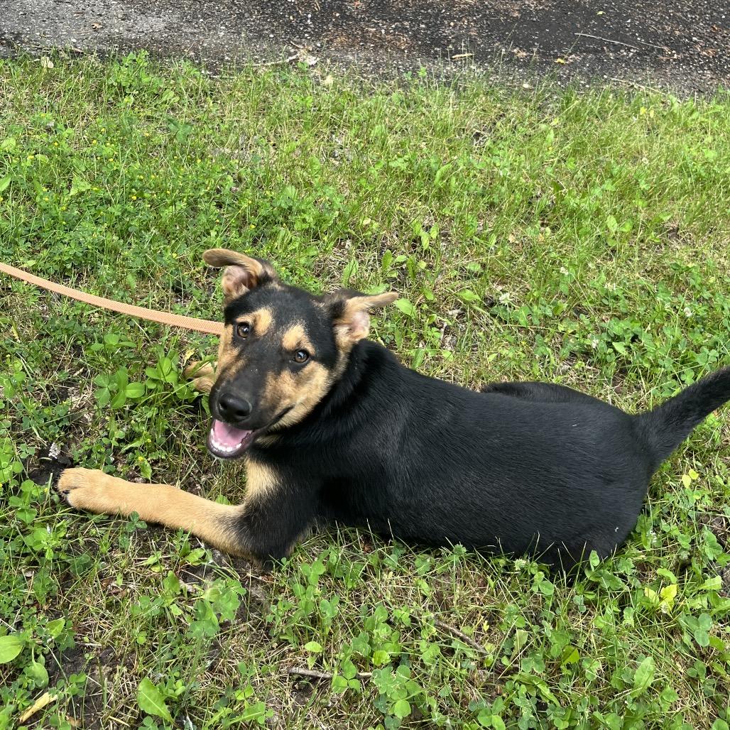 Kit, a ADOPTABLE German Shepherd Dog in Crookston, MN image 3/3