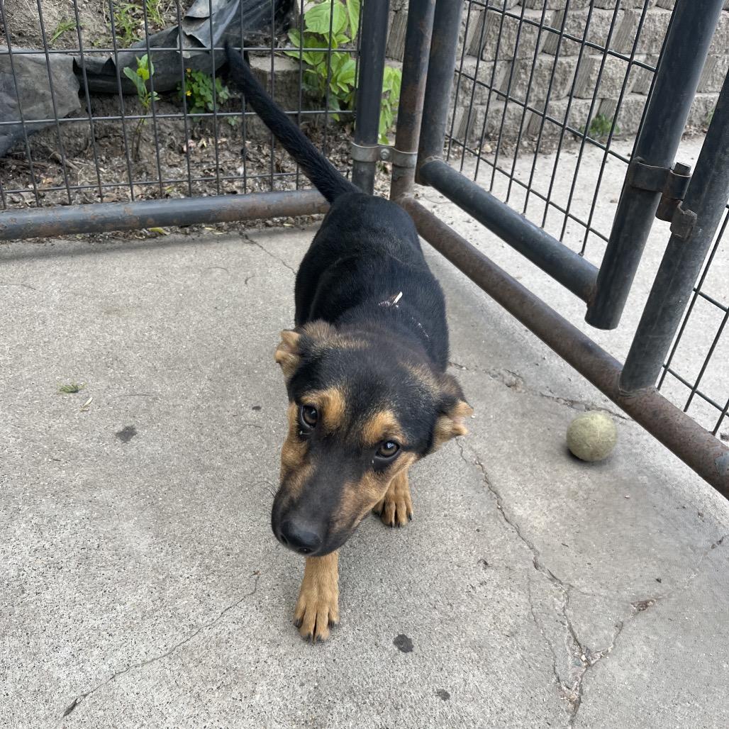 Kit, a ADOPTABLE German Shepherd Dog in Crookston, MN image 2/3