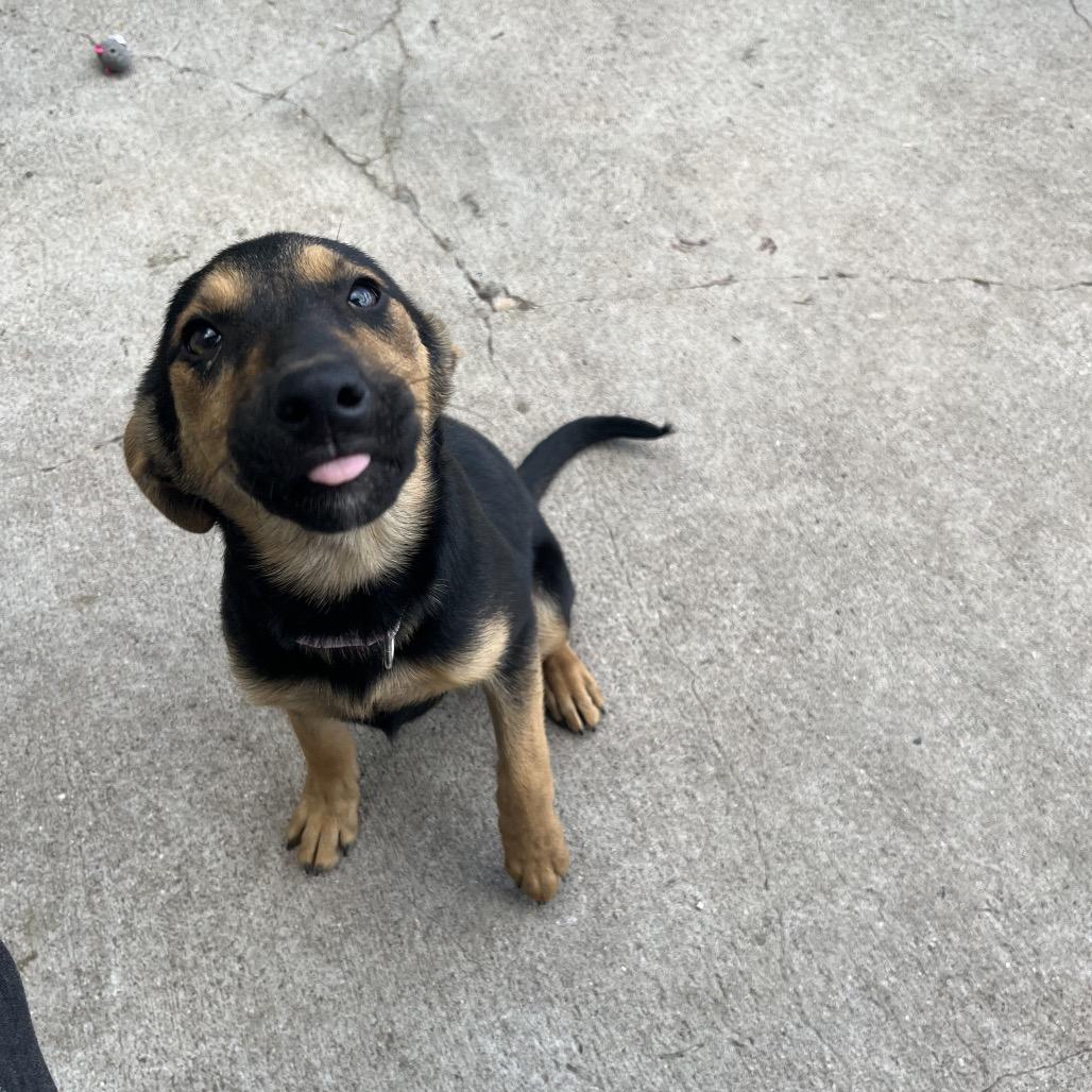 Kit, ADOPTABLE, Young Female German Shepherd Dog.