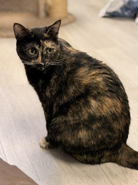 Enlarge Baby, a Adoptable Domestic Short Hair in Douglas, MI image 4/5