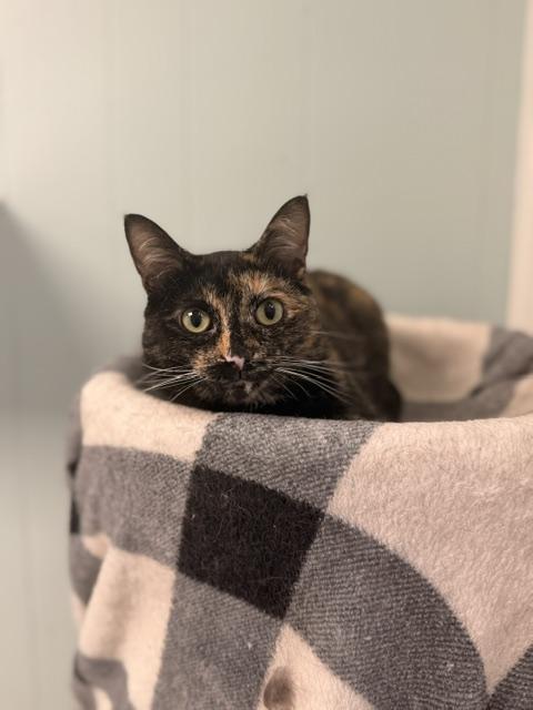 Enlarge Baby, a Adoptable Domestic Short Hair in Douglas, MI image 5/5