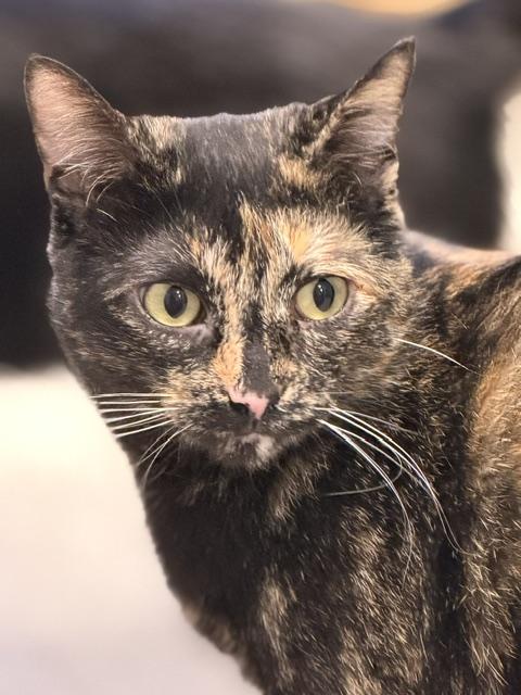 Enlarge Baby, a Adoptable Domestic Short Hair in Douglas, MI image 2/5