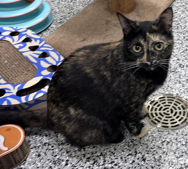 Enlarge Baby, a Adoptable Domestic Short Hair in Douglas, MI image 3/5