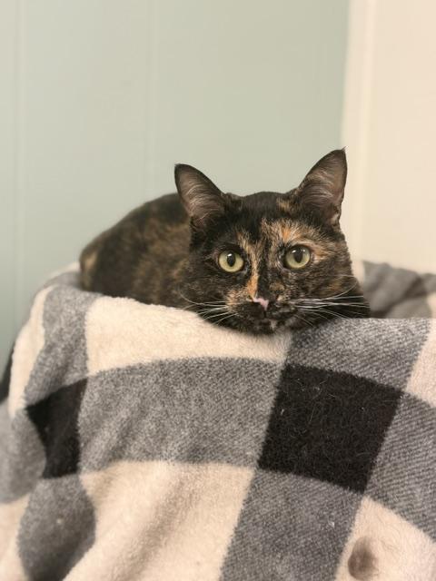 Enlarge Baby, a Adoptable Domestic Short Hair in Douglas, MI image 1/5
