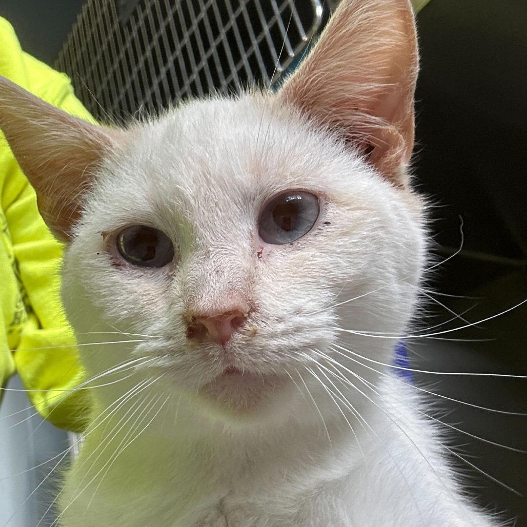 Bubbles, Adoptable, Kitten Male Domestic Short Hair.